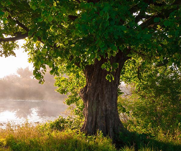 En gammal ek för hållbarhet